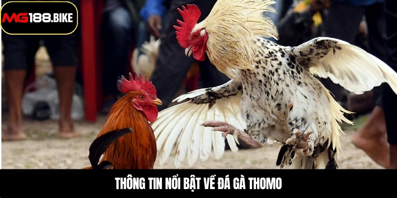 Thông tin nổi bật về đá gà thomo