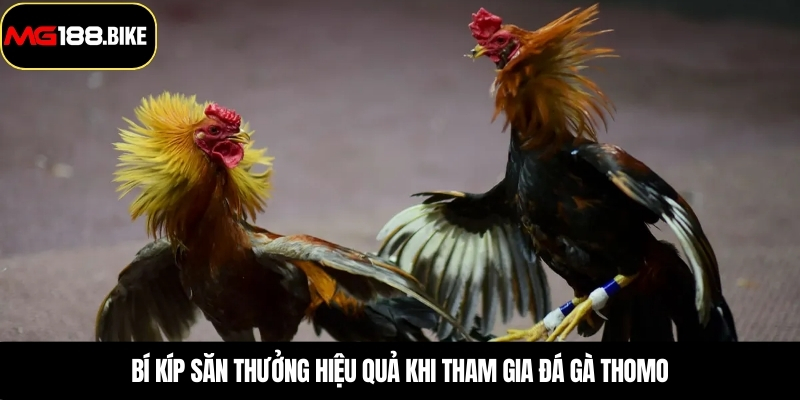 Bí kíp săn thưởng hiệu quả khi tham gia đá gà thomo