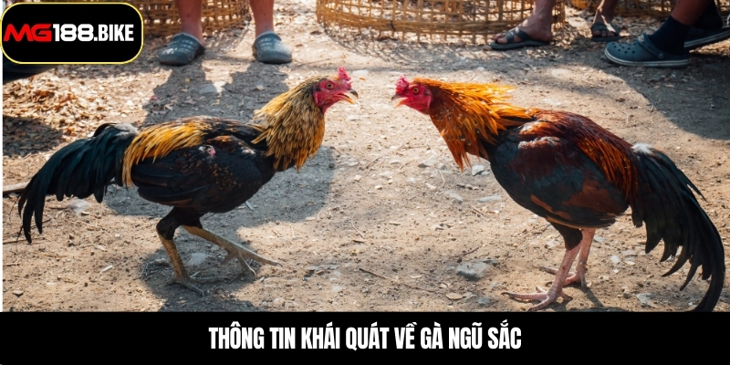 Thông tin khái quát về gà ngũ sắc