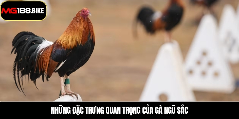 Những đặc trưng quan trọng của gà ngũ sắc