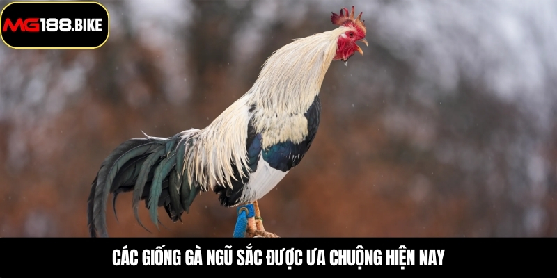 Các giống gà ngũ sắc được ưa chuộng hiện nay